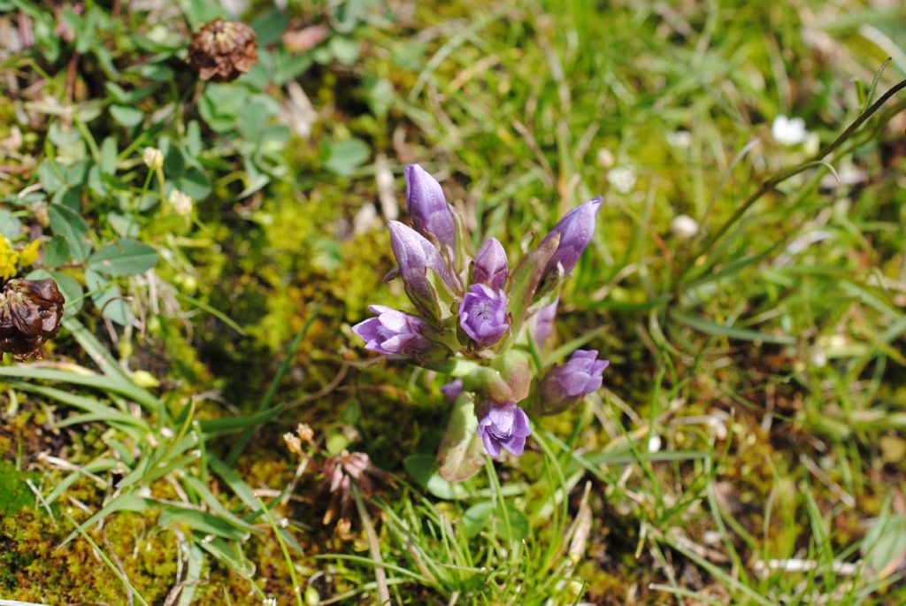 Gentianella germanica?