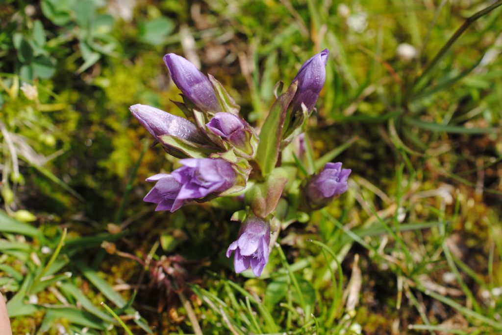 Gentianella germanica?