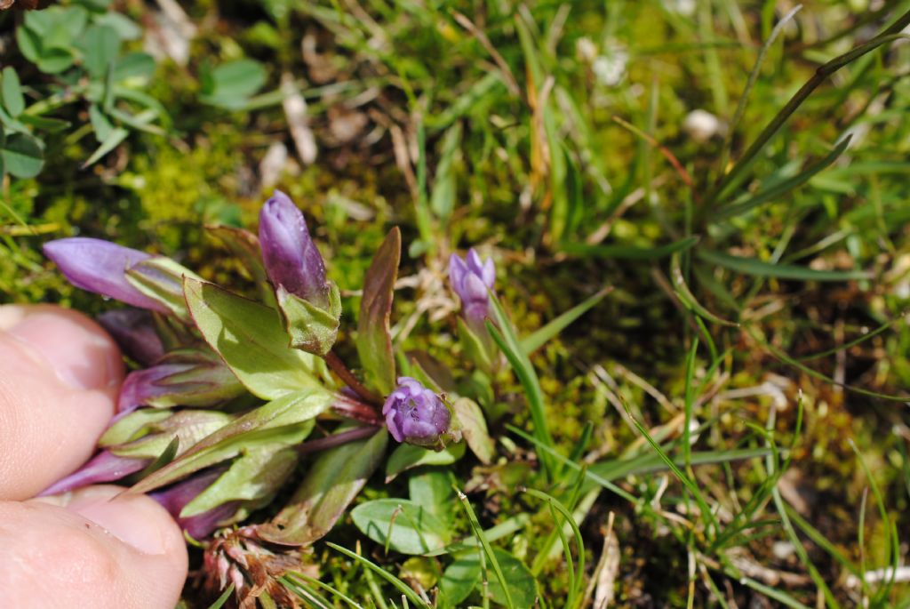 Gentianella germanica?