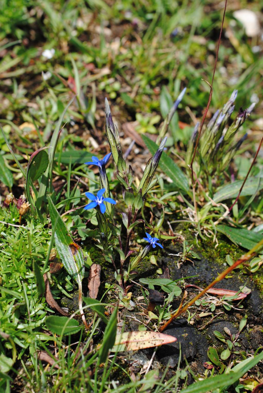 Gentiana?