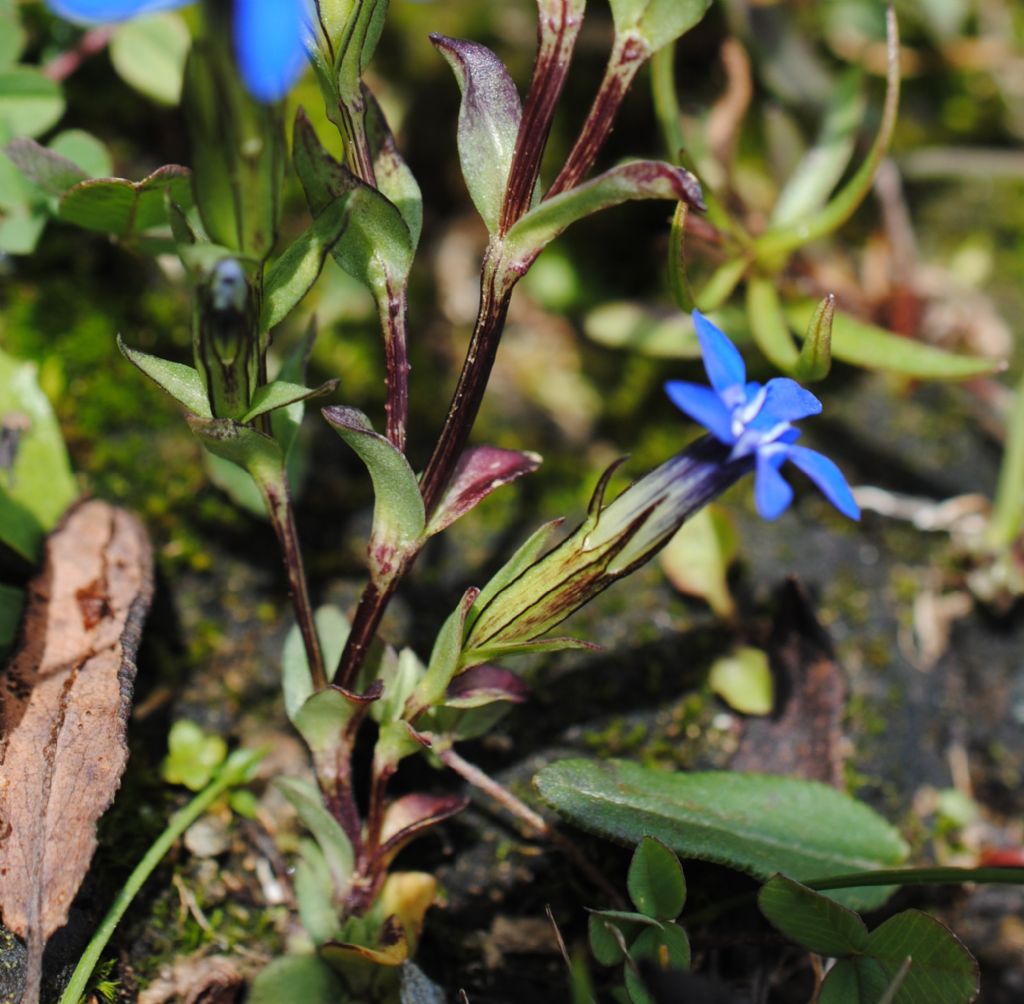 Gentiana?