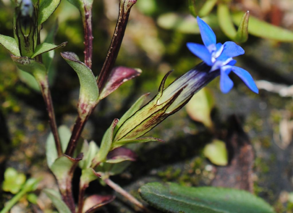 Gentiana?