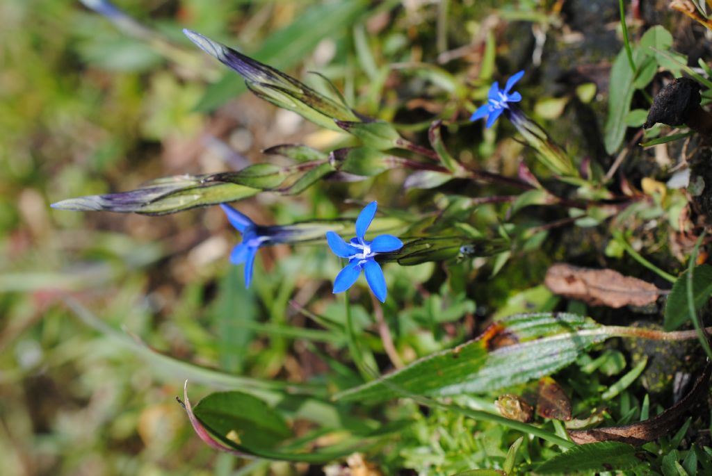 Gentiana?