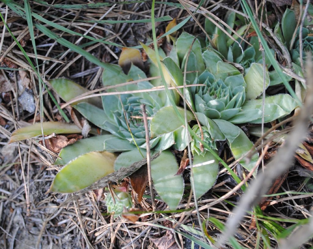 Sempervivum?  S�, Sempervivum sp.