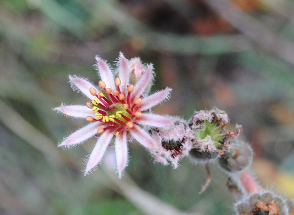Sempervivum?  S�, Sempervivum sp.