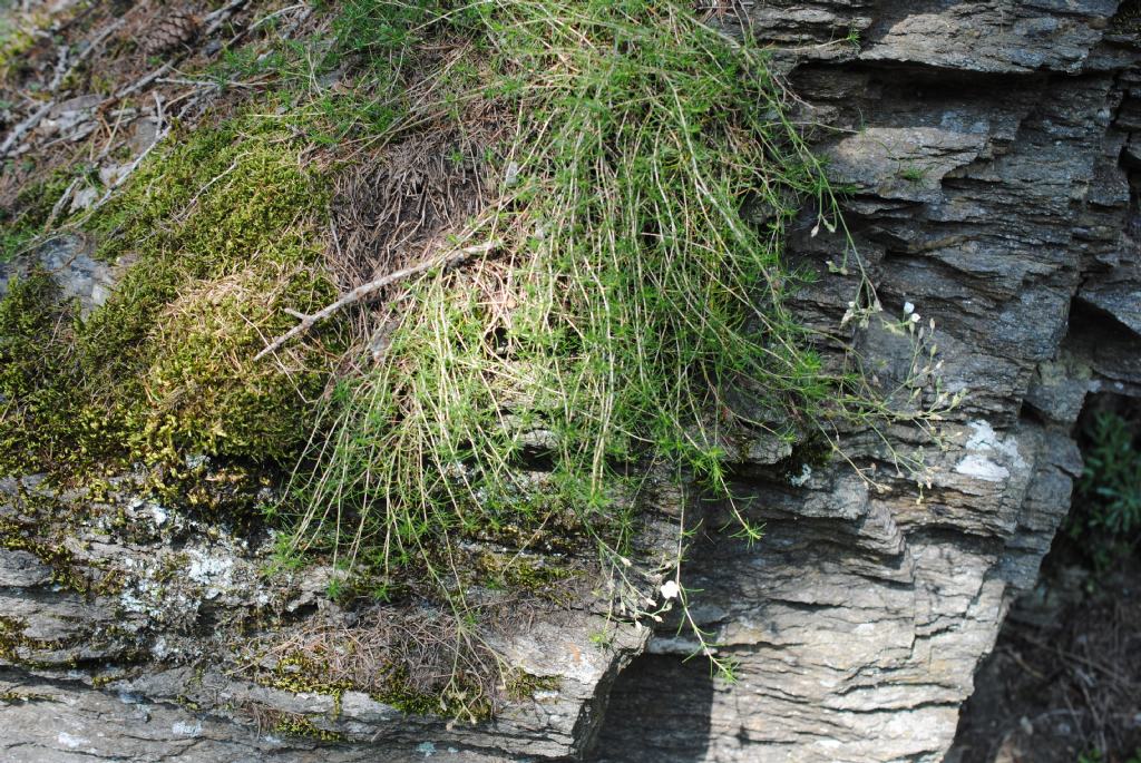 Cherleria laricifolia (Caryophyllaceae)