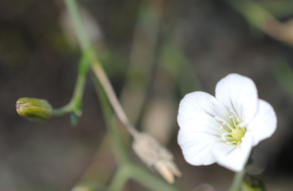 Cherleria laricifolia (Caryophyllaceae)