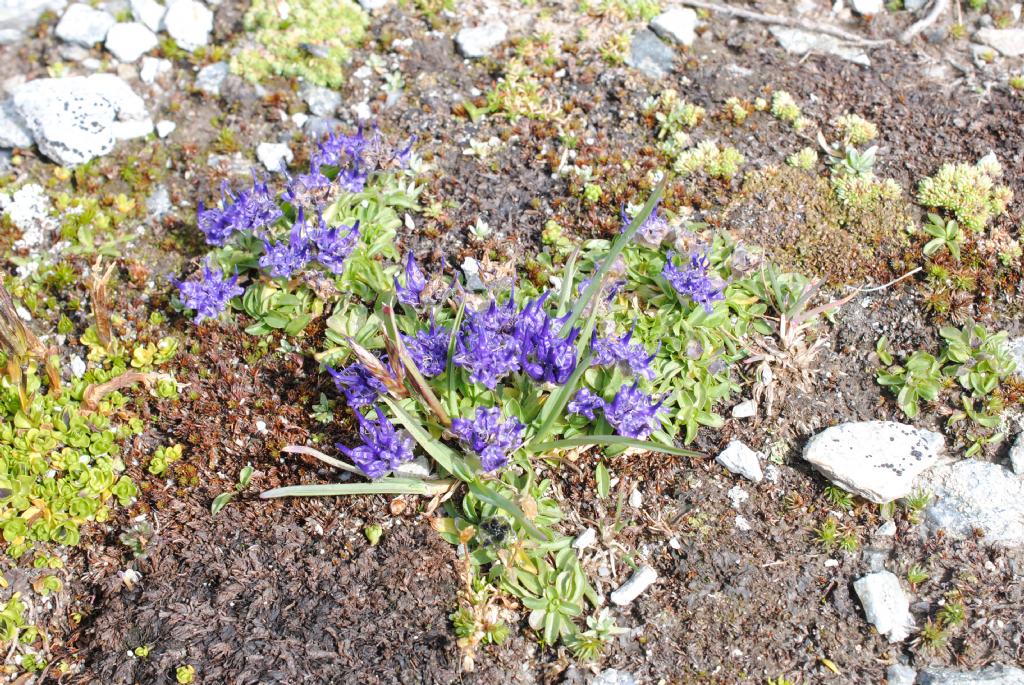 Phyteuma globulariifolium