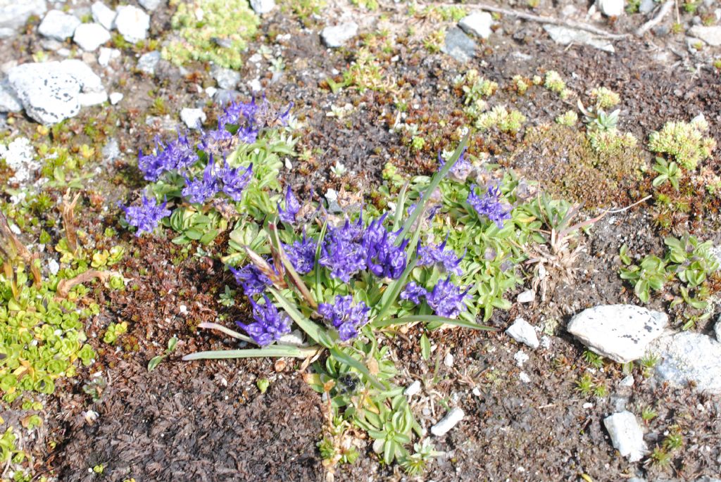 Phyteuma globulariifolium