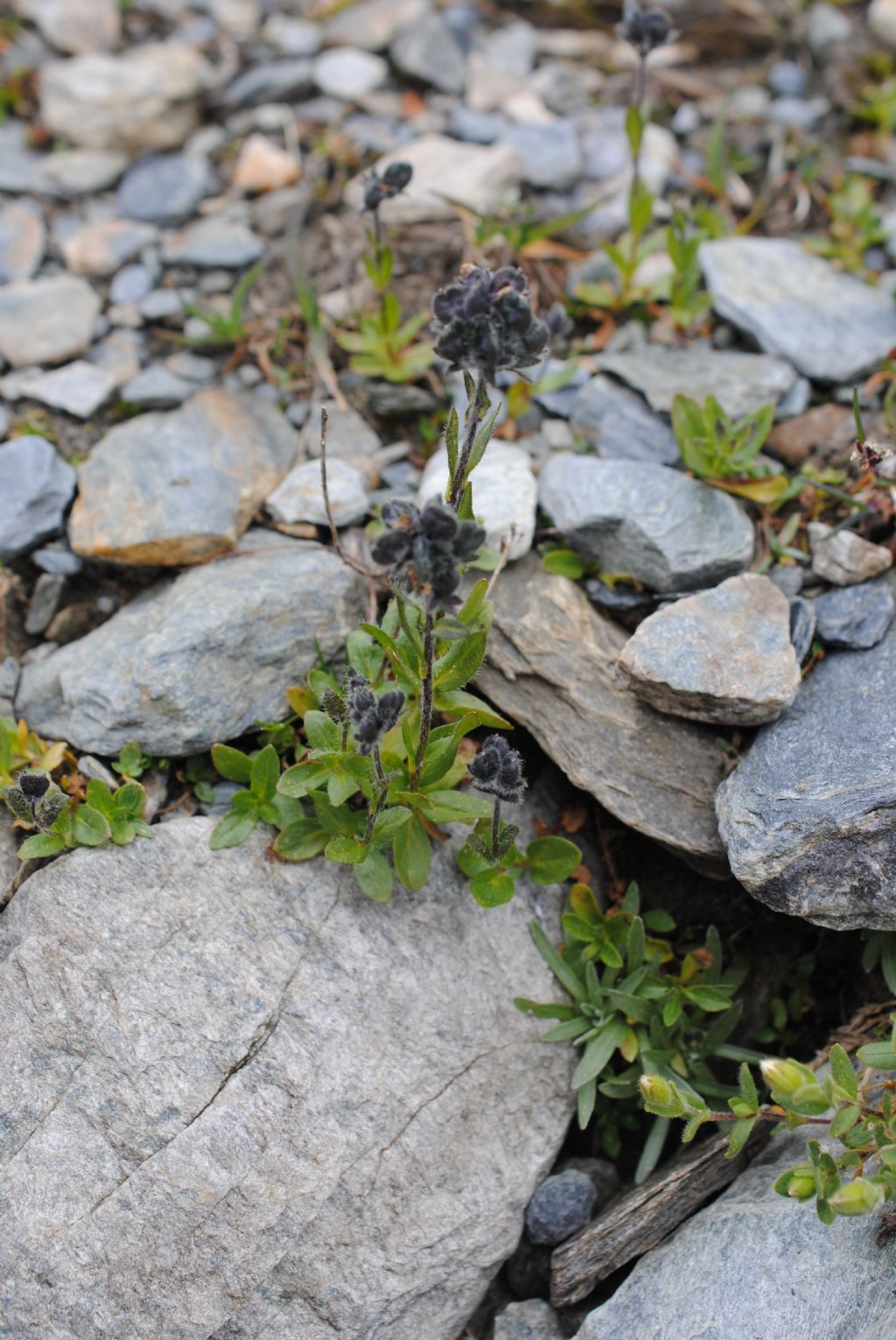 Veronica alpina / Veronica delle Alpi (in fruttificazione)