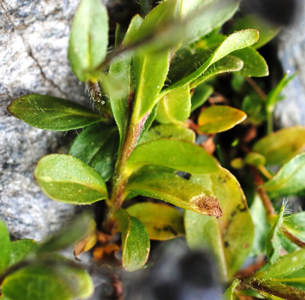 Veronica alpina / Veronica delle Alpi (in fruttificazione)