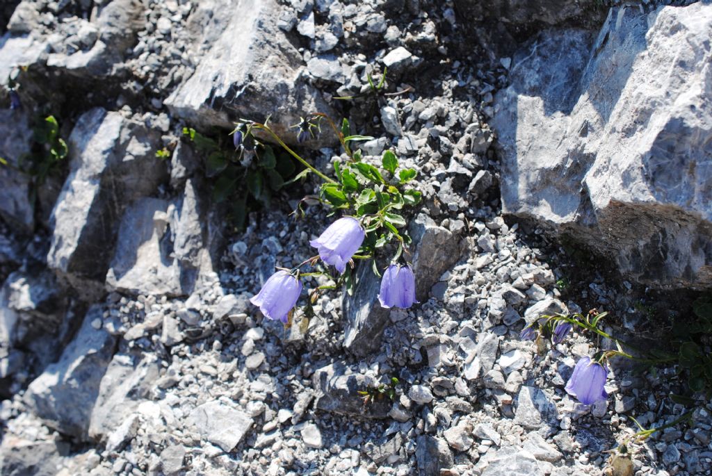 Campanula cochleariifolia