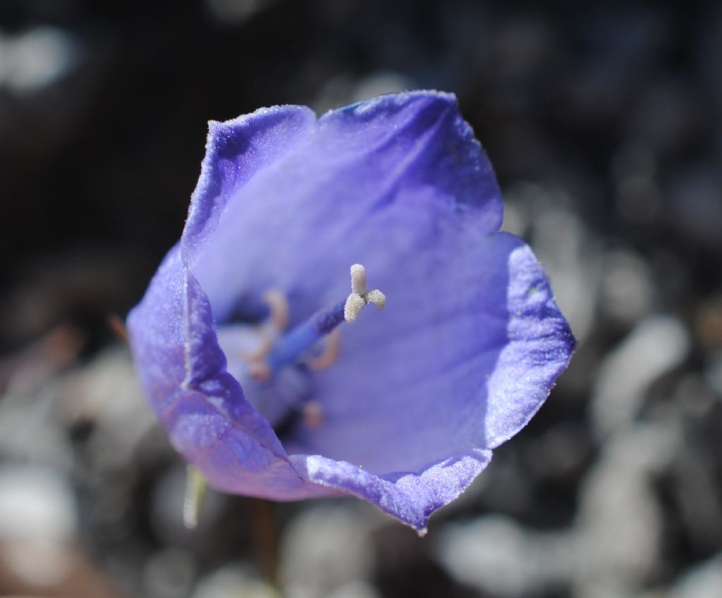 Campanula cochleariifolia