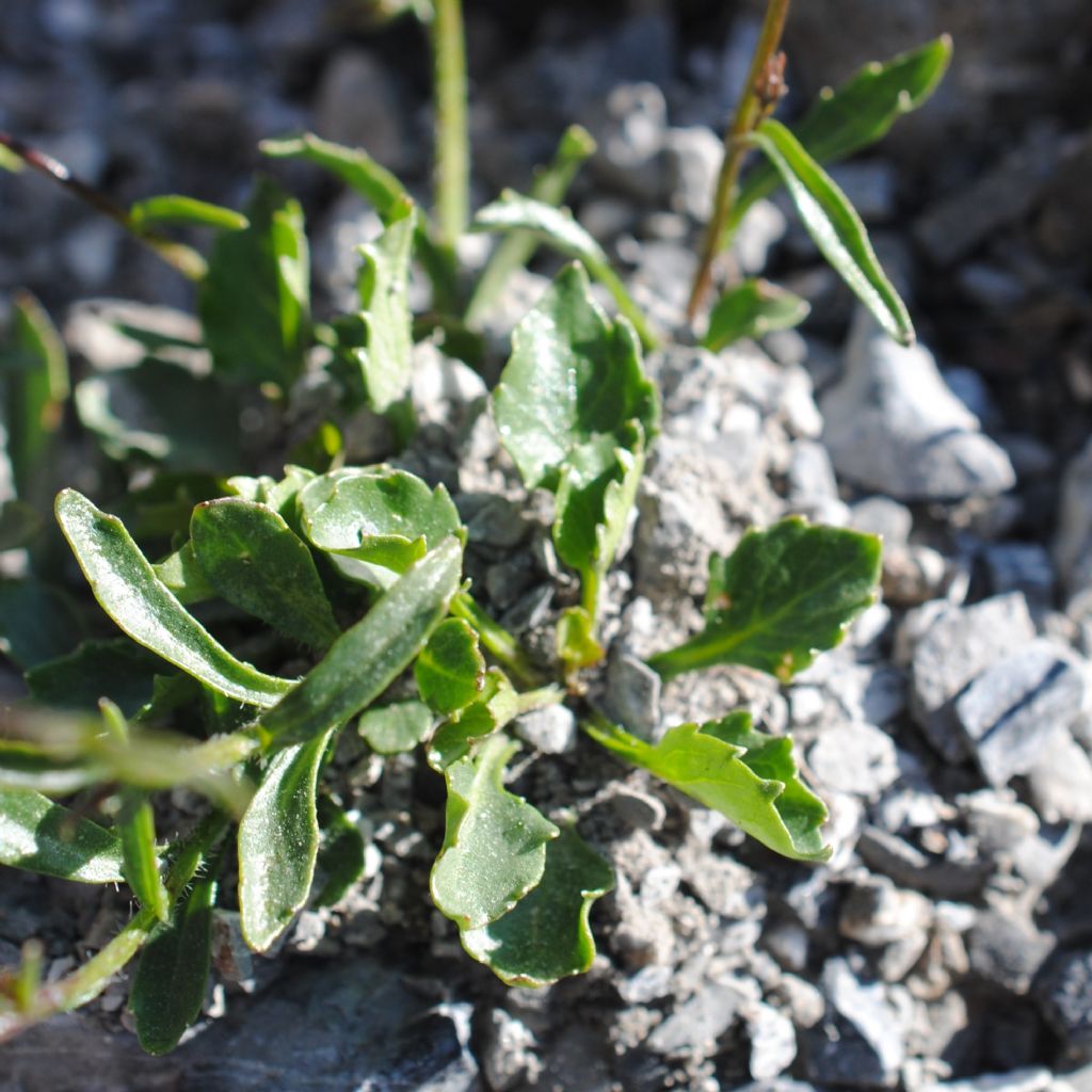 Campanula cochleariifolia