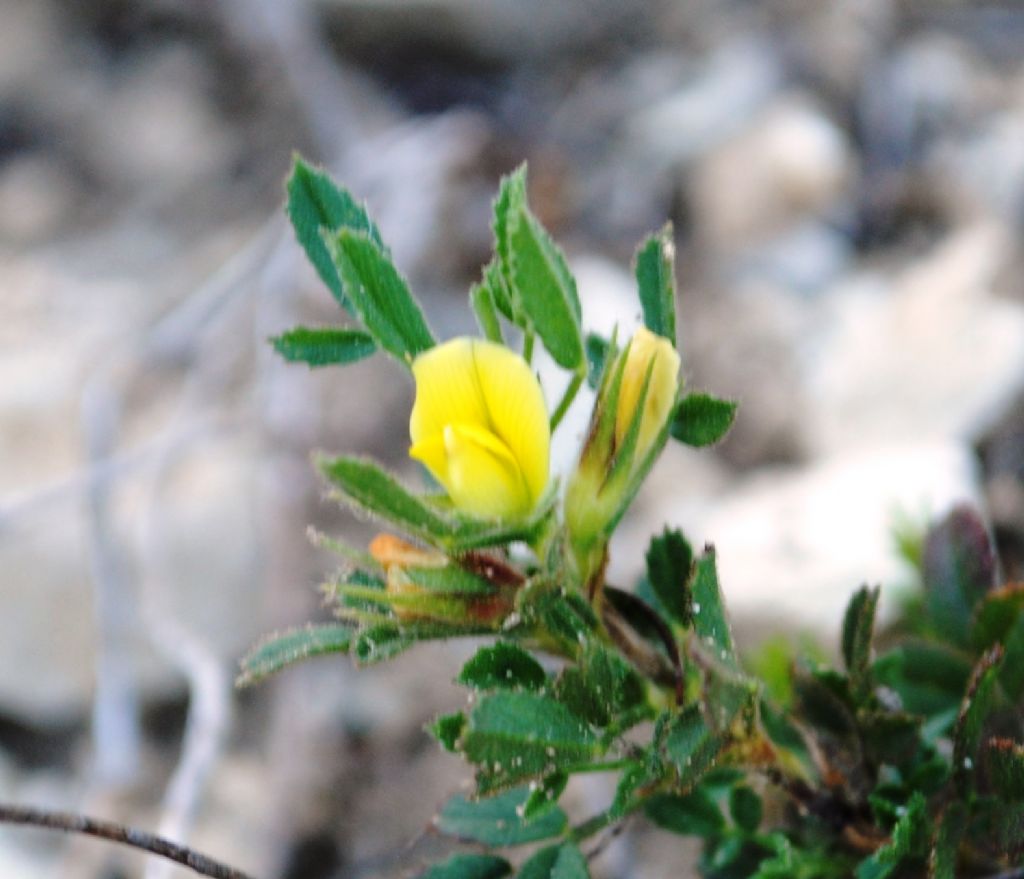 Ononis pusilla