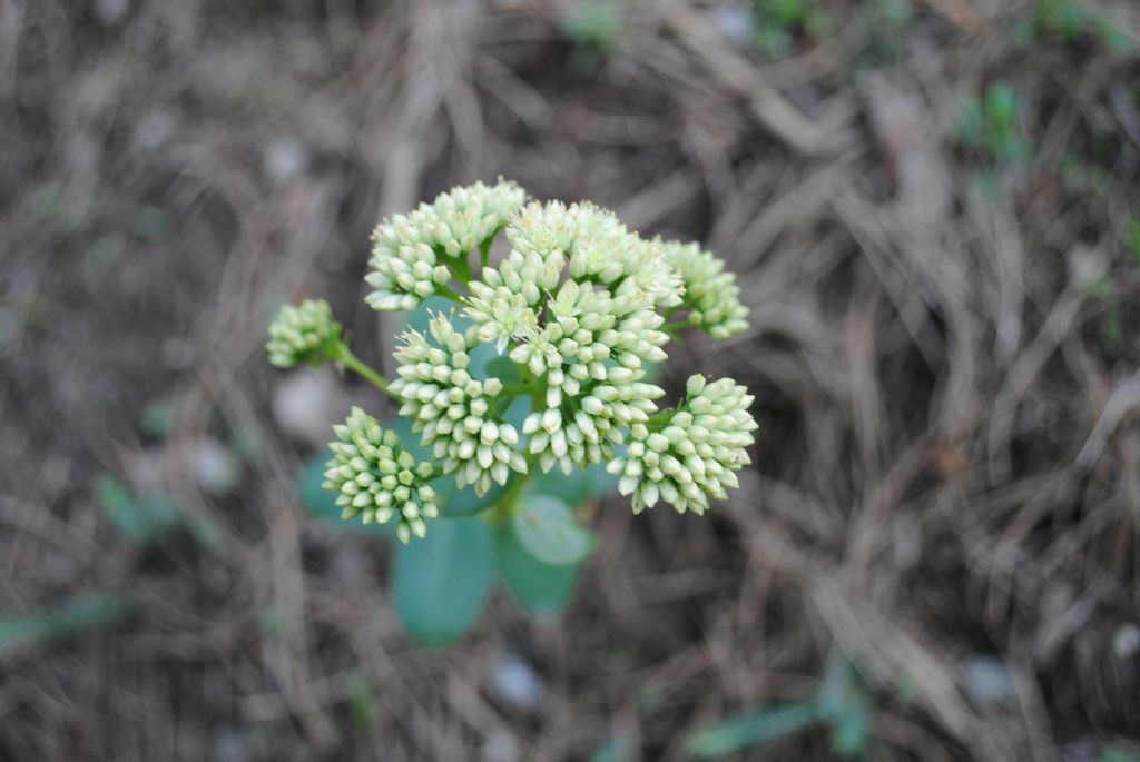 Hylotelephium (ex Sedum) maximum??