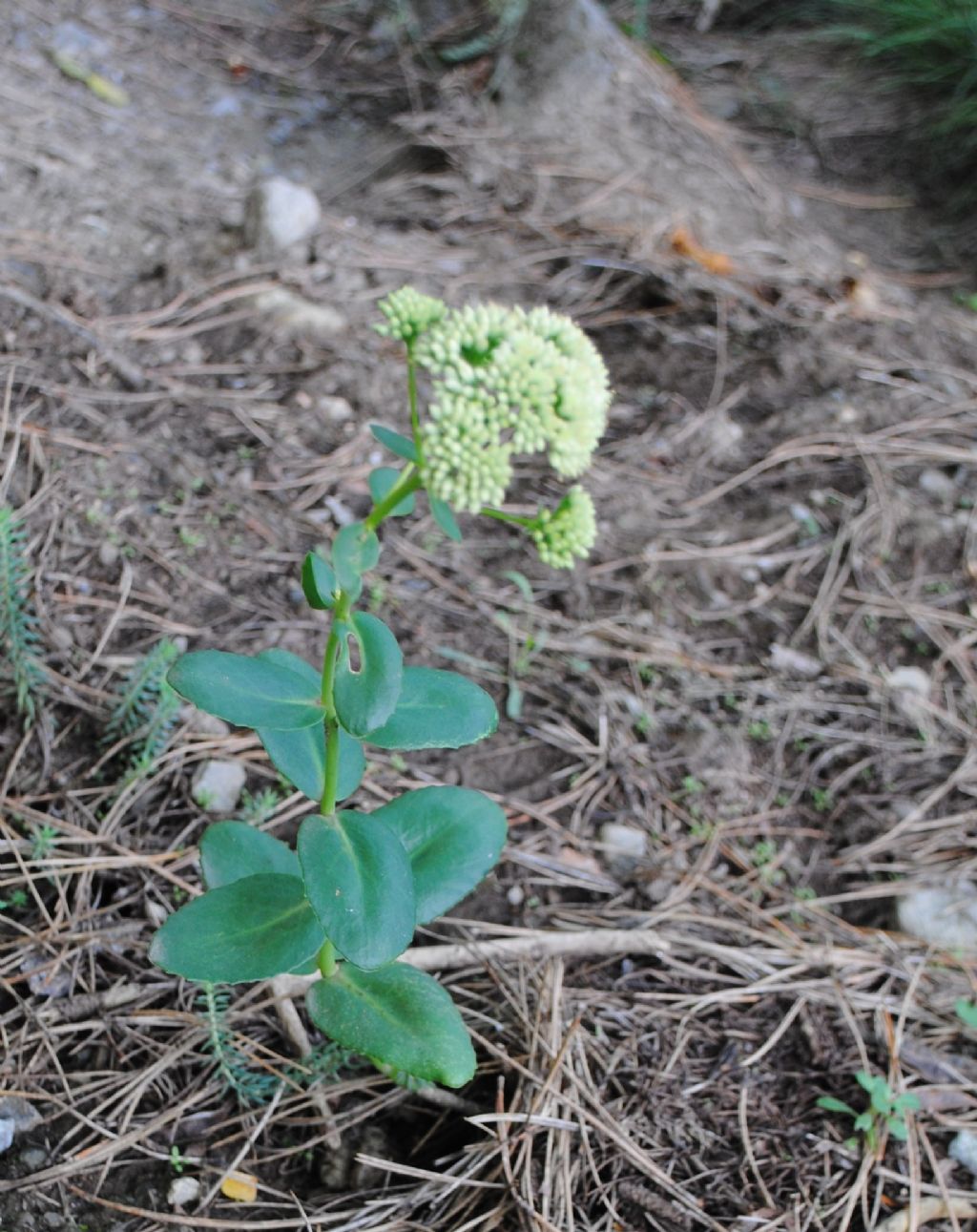 Hylotelephium (ex Sedum) maximum??