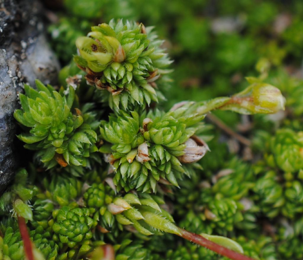Saxifraga bryoides ?  S !
