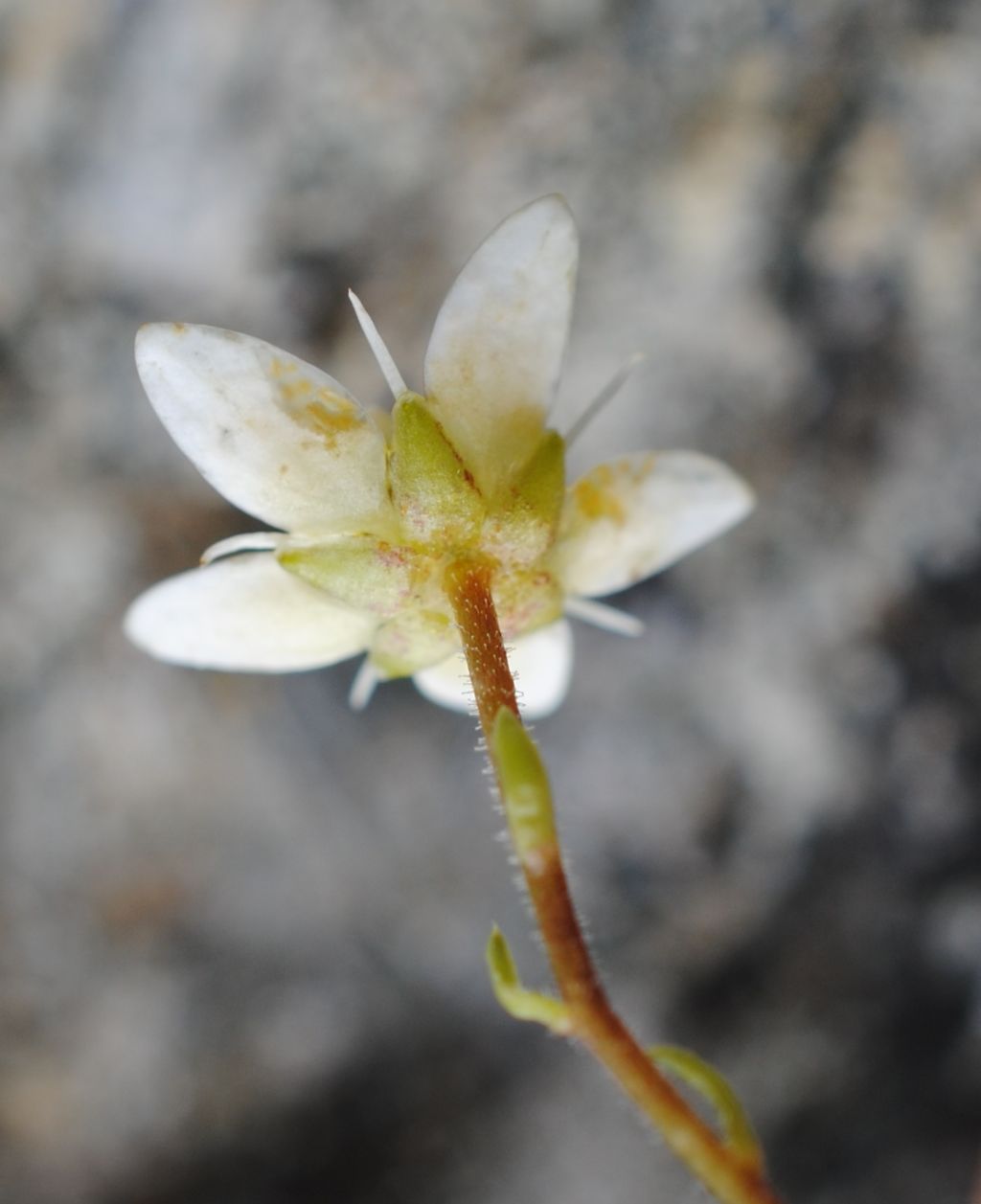 Saxifraga bryoides ?  S !