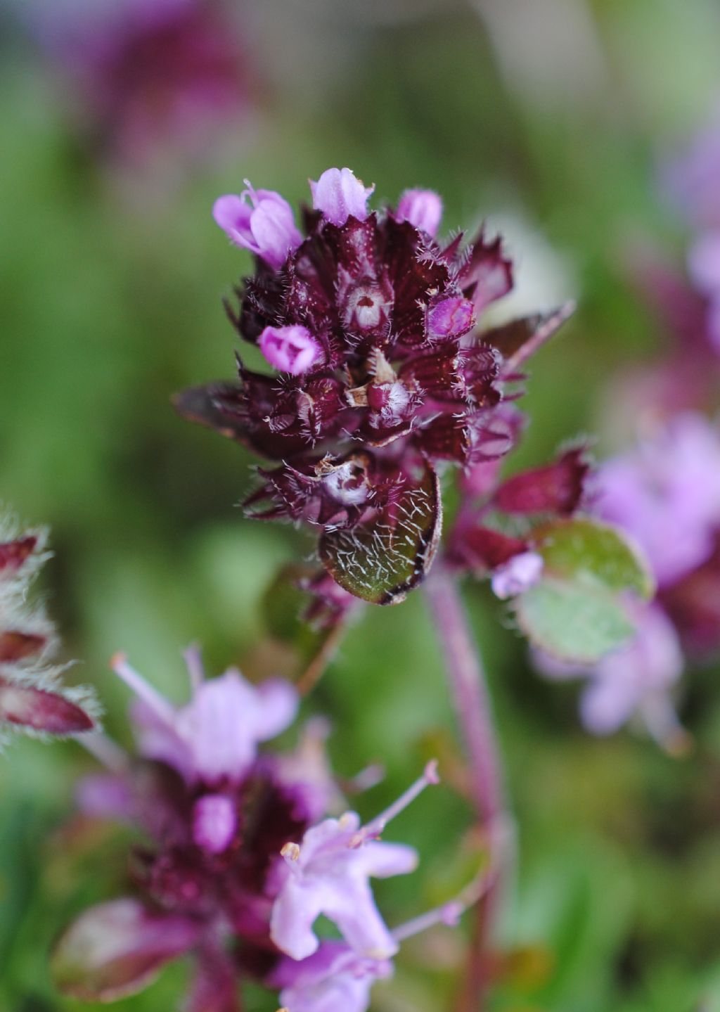 Thymus?  S� ,... Thymus sp.
