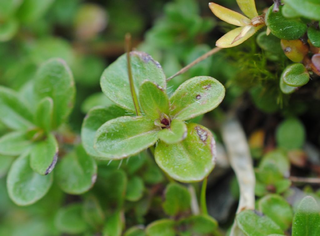 Thymus?  S� ,... Thymus sp.