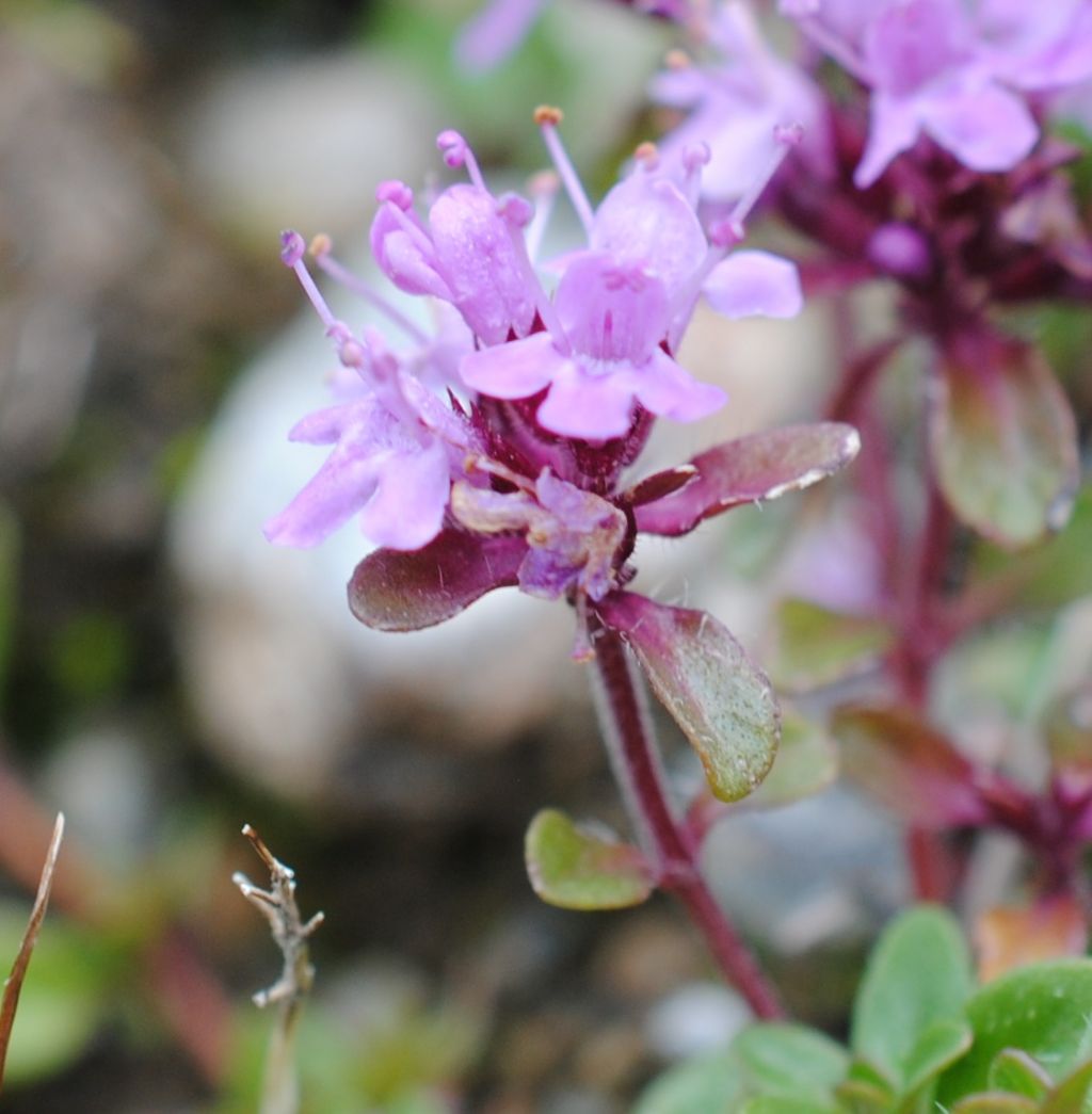 Thymus?  S� ,... Thymus sp.