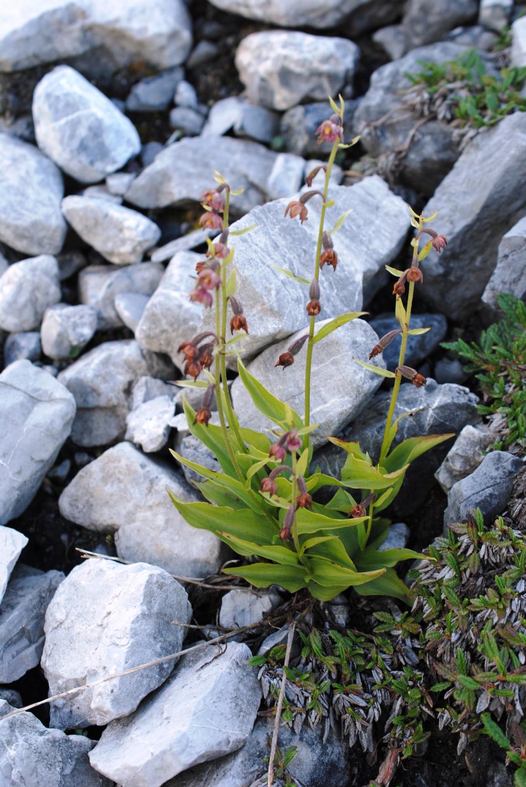 Epipactis?  S, Epipactis atrorubens