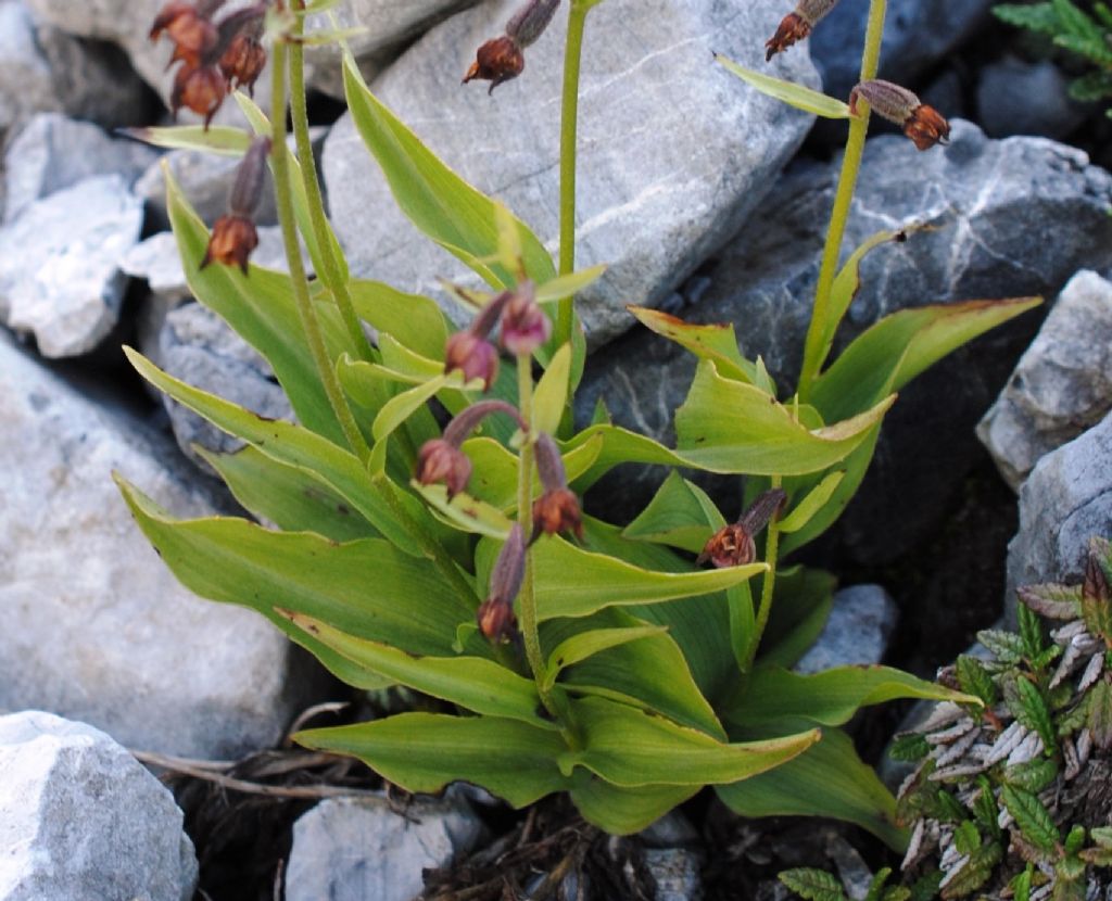 Epipactis?  S, Epipactis atrorubens