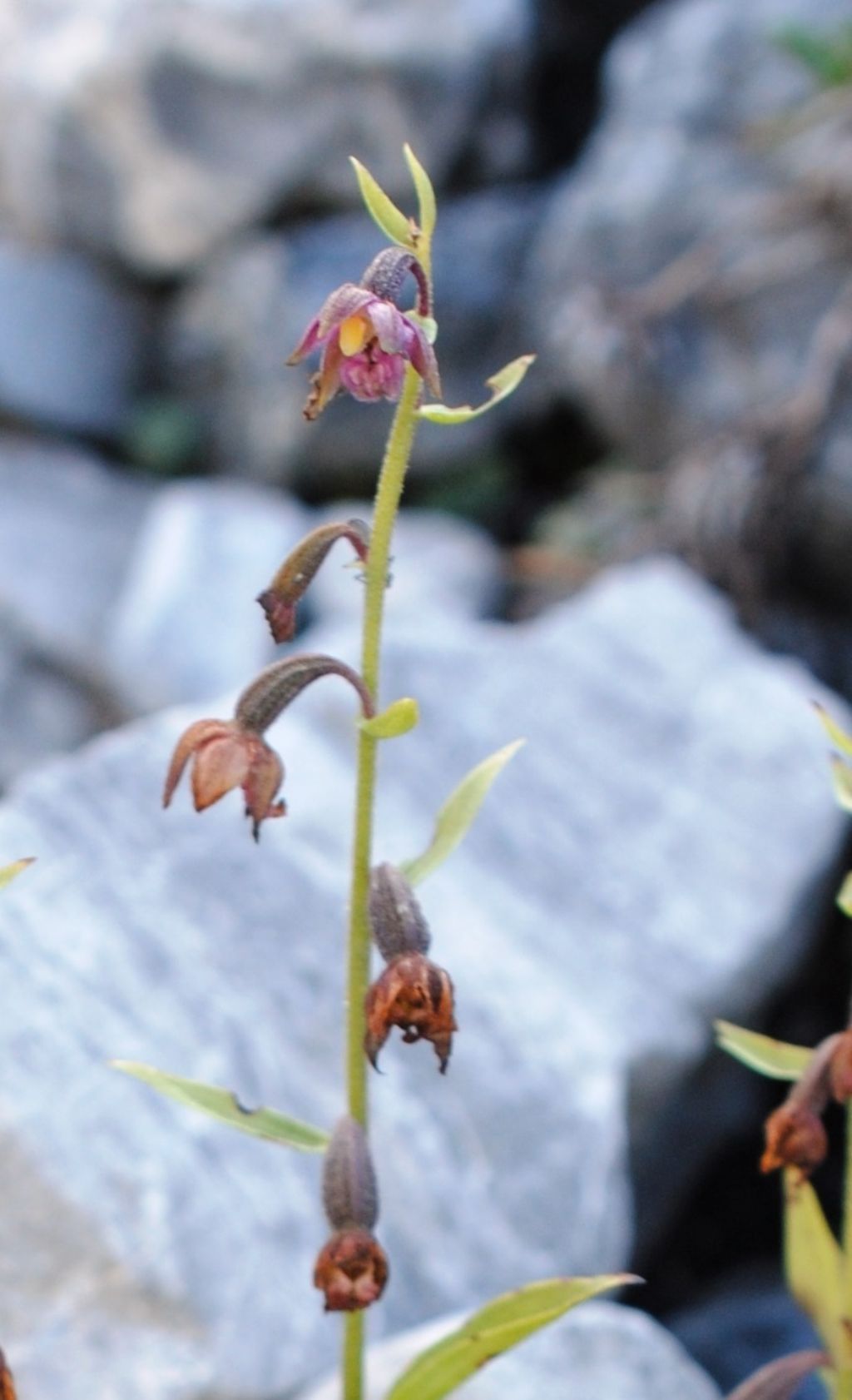 Epipactis?  S, Epipactis atrorubens