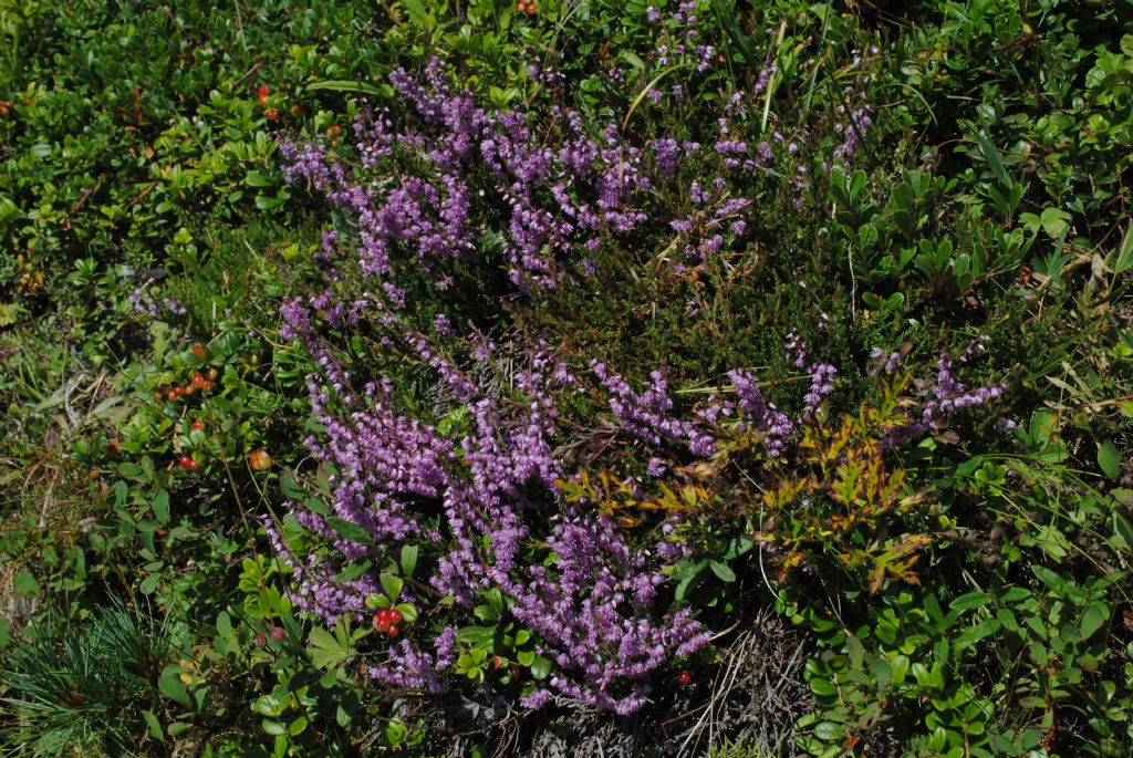 Erica?  No, Calluna vulgaris