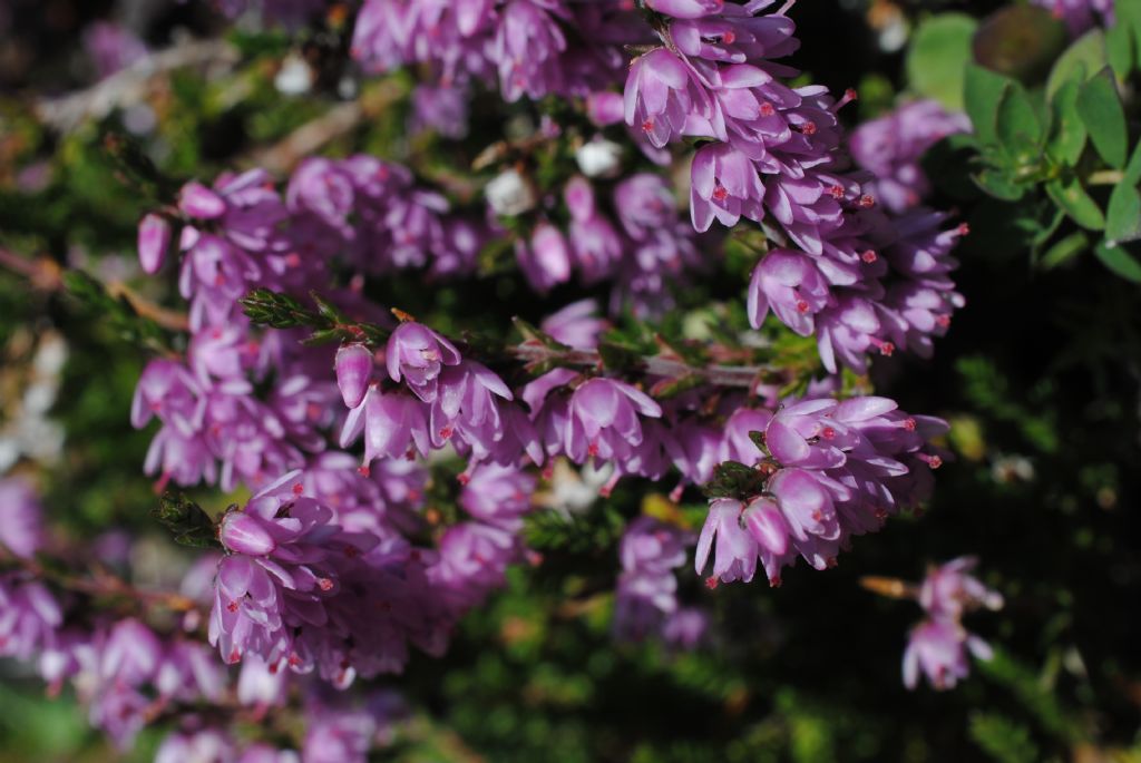 Erica?  No, Calluna vulgaris