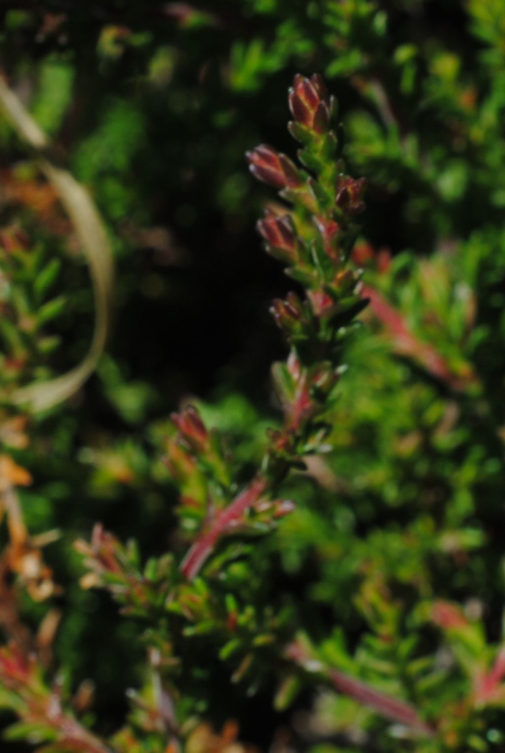 Erica?  No, Calluna vulgaris