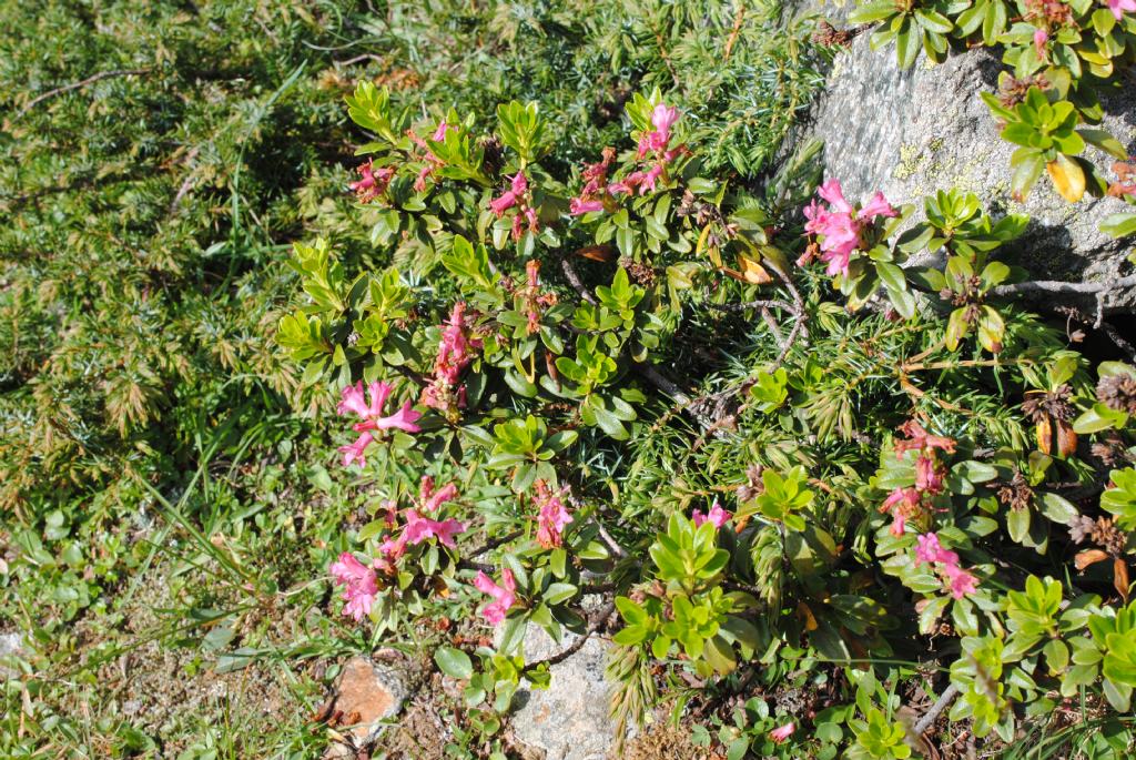 Rhododendron ferrugineum? S...