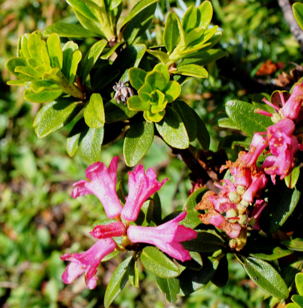 Rhododendron ferrugineum? S...