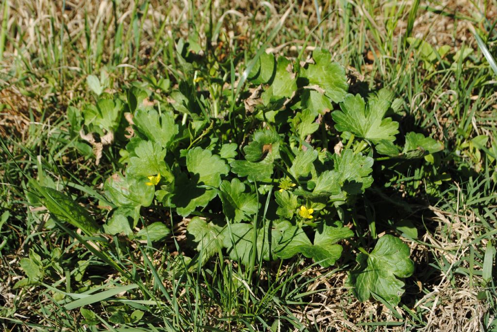 Ranunculus muricatus