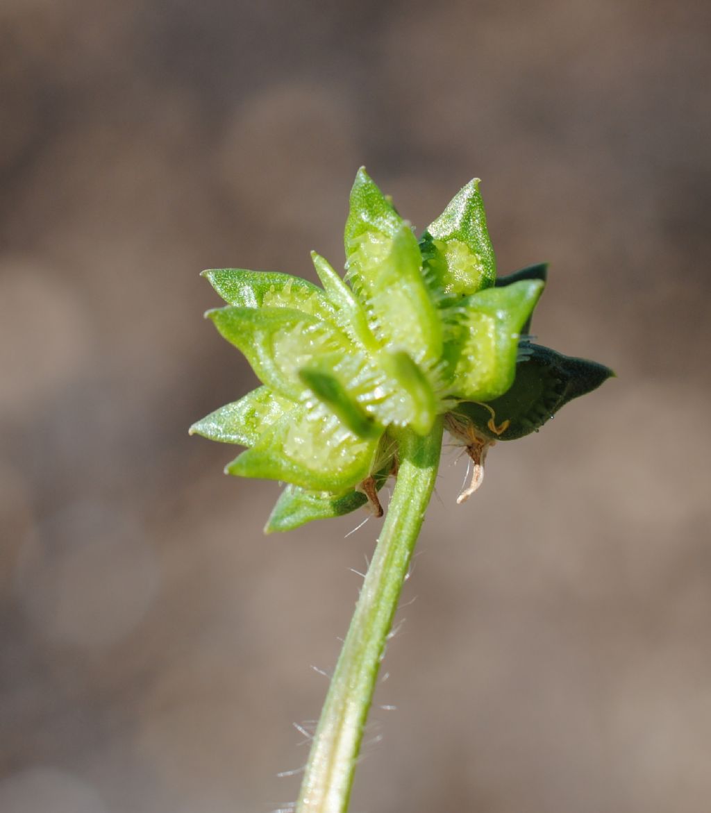Ranunculus muricatus