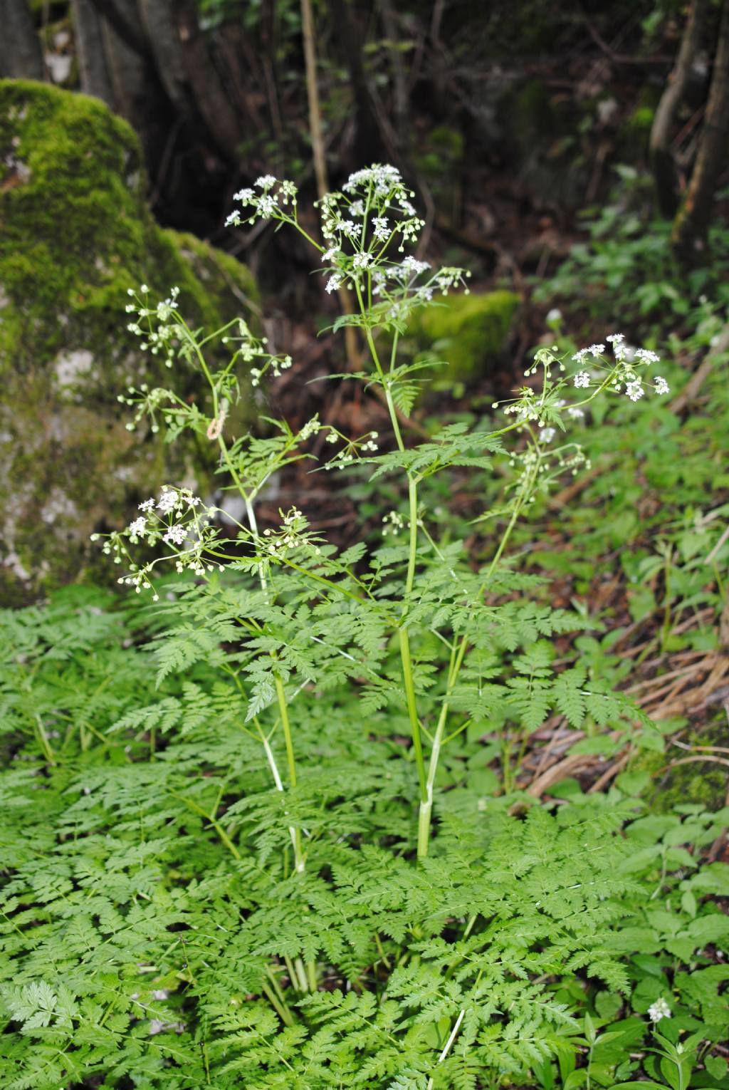 Anthriscus?