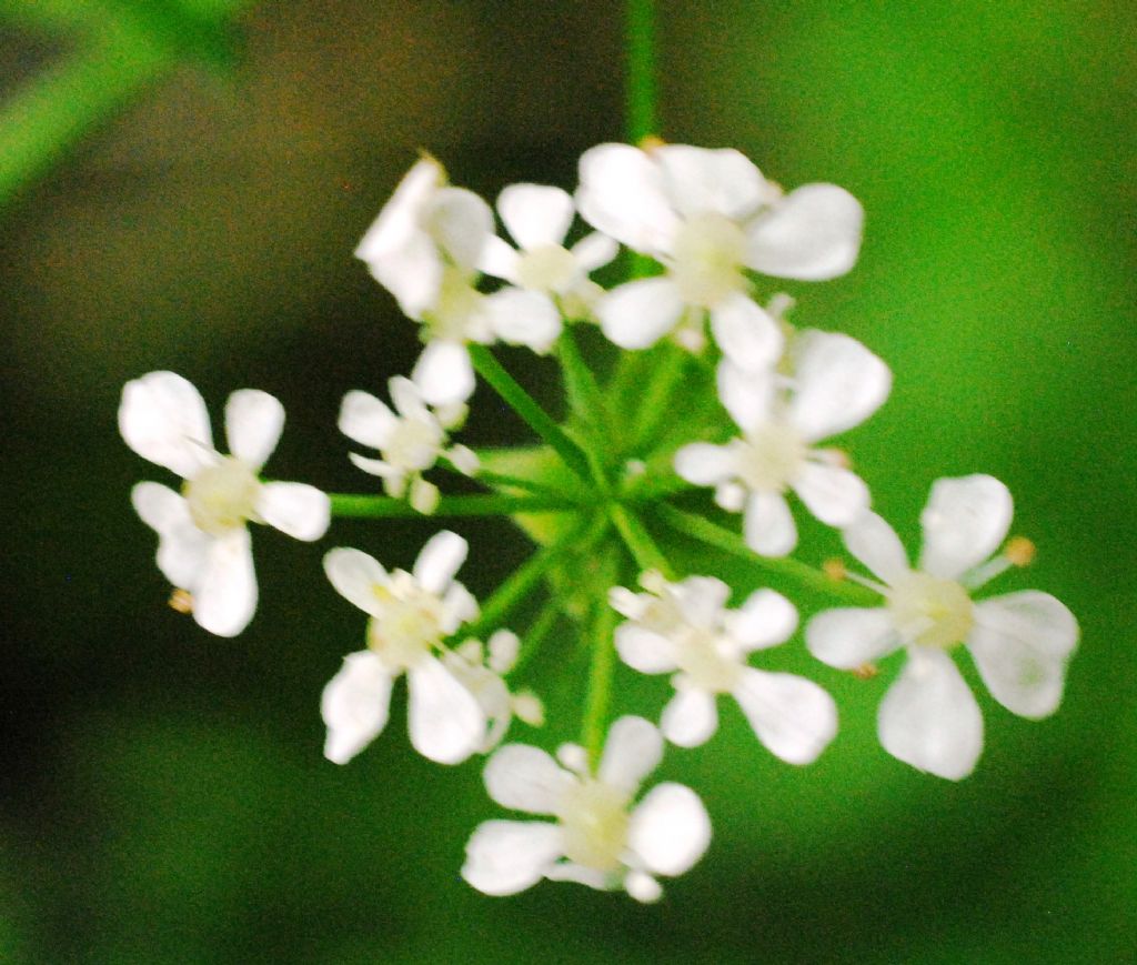 Anthriscus?