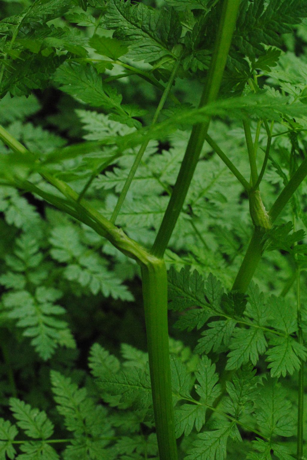 Anthriscus?
