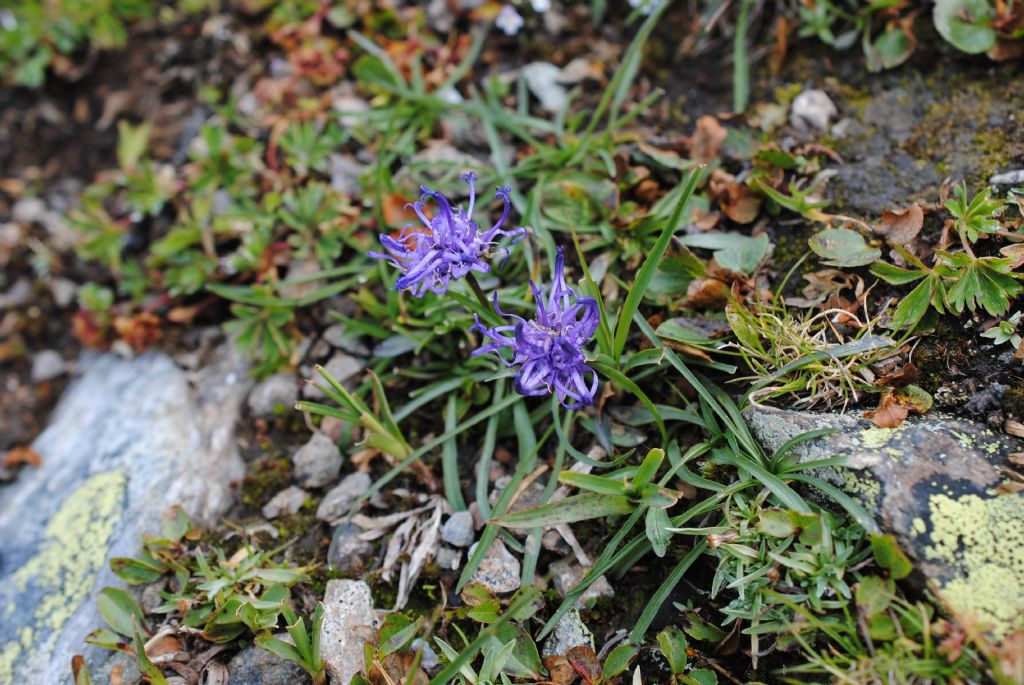 Phyteuma hemisphaericum