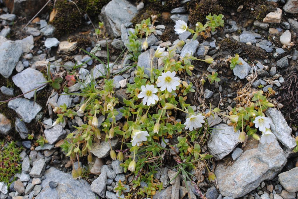 Cerastium uniflorum