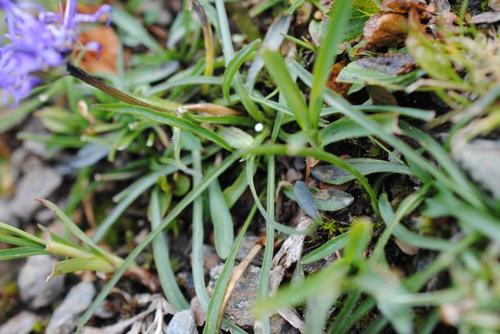 Phyteuma hemisphaericum