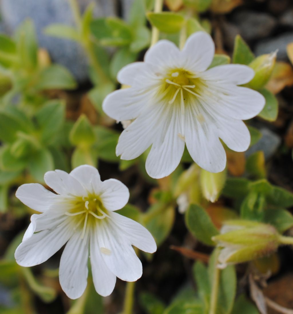 Cerastium uniflorum