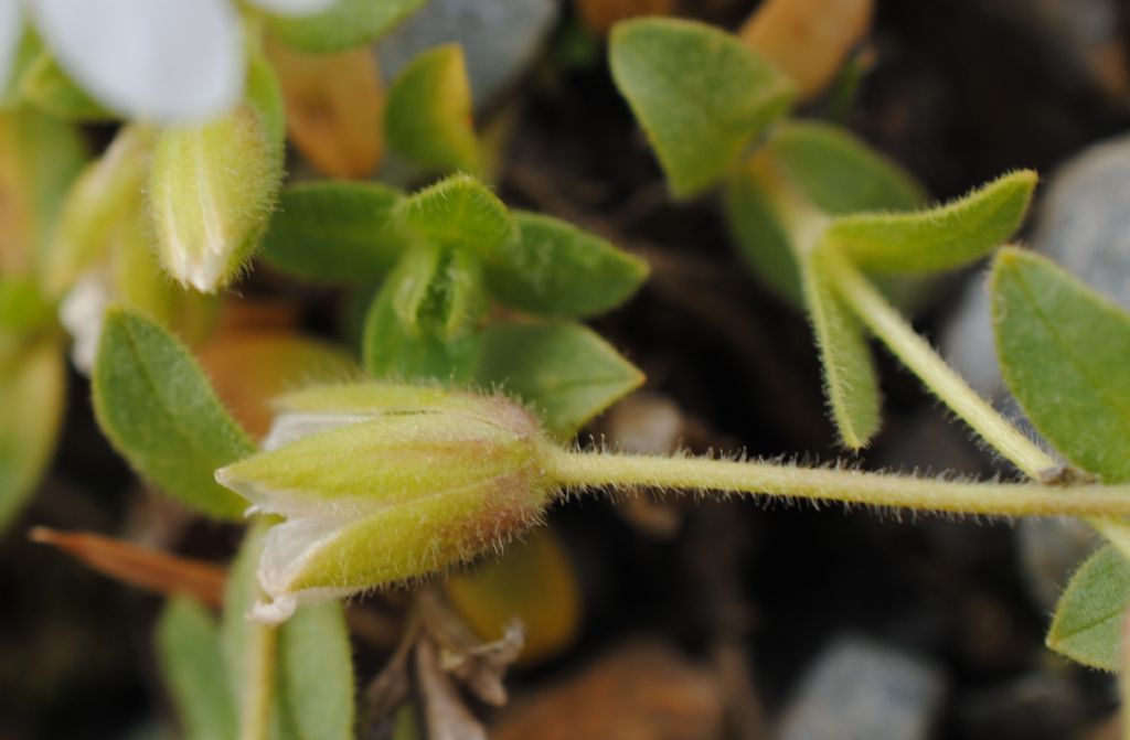 Cerastium uniflorum