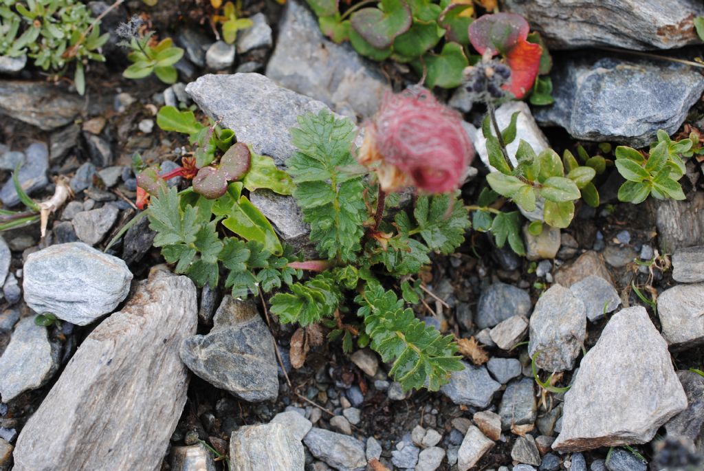 Geum reptans