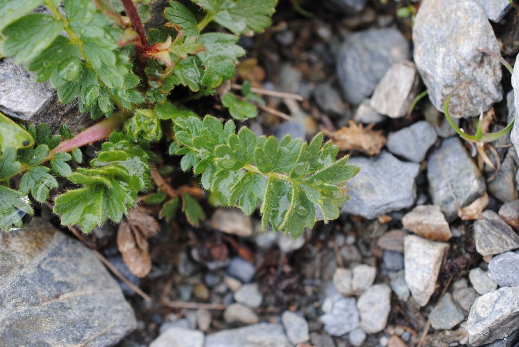 Geum reptans