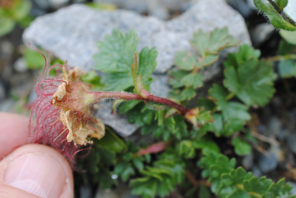 Geum reptans