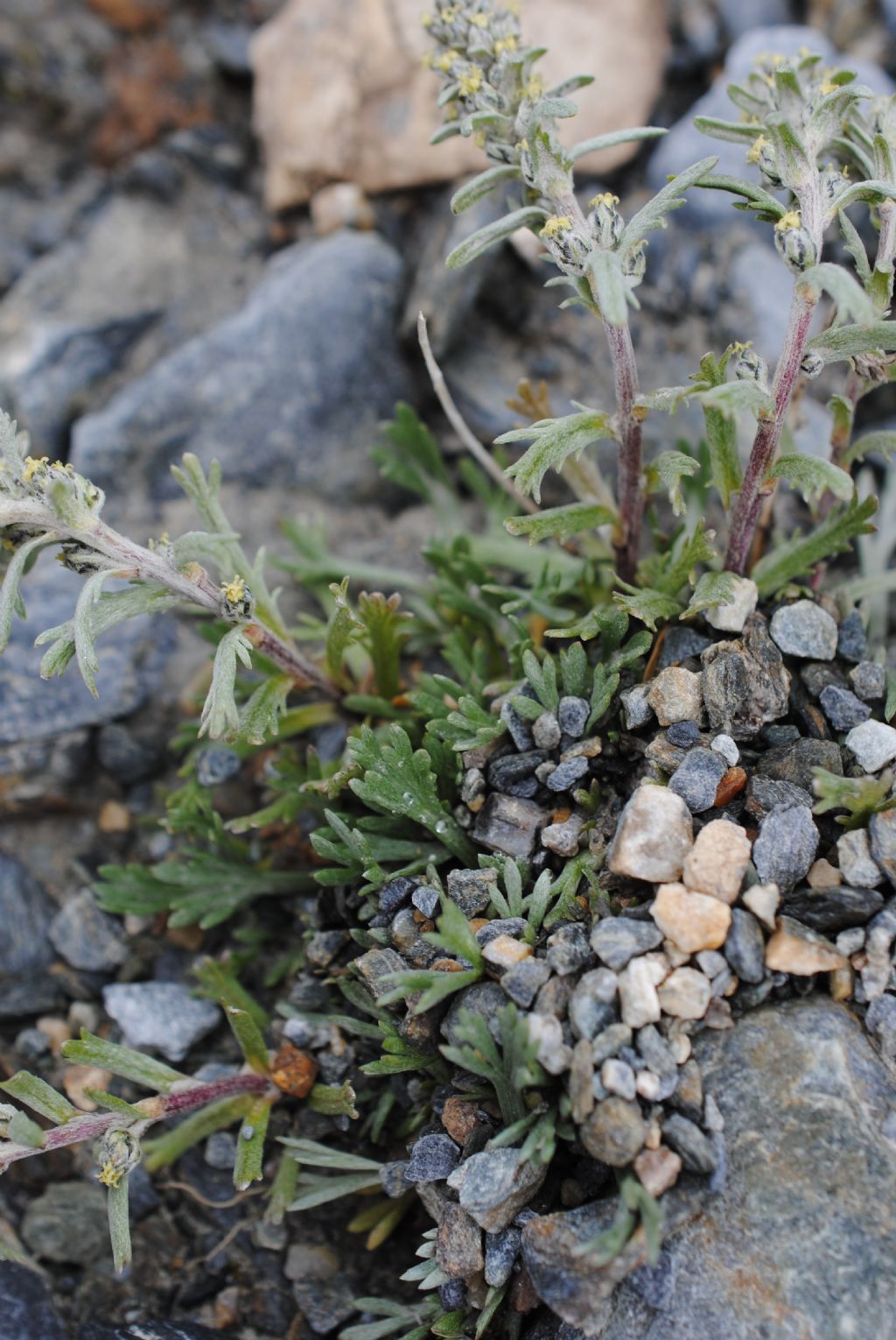 Artemisia genipi