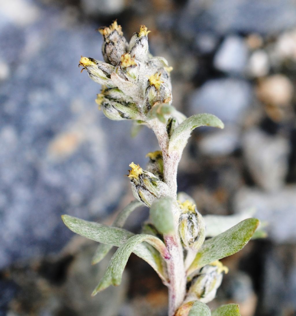 Artemisia genipi