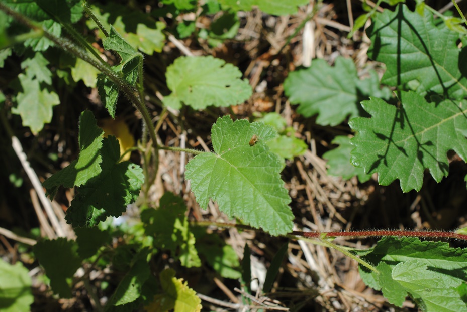Dubbio:  Malvacea?  S, Malope malacoides (Malvaceae)